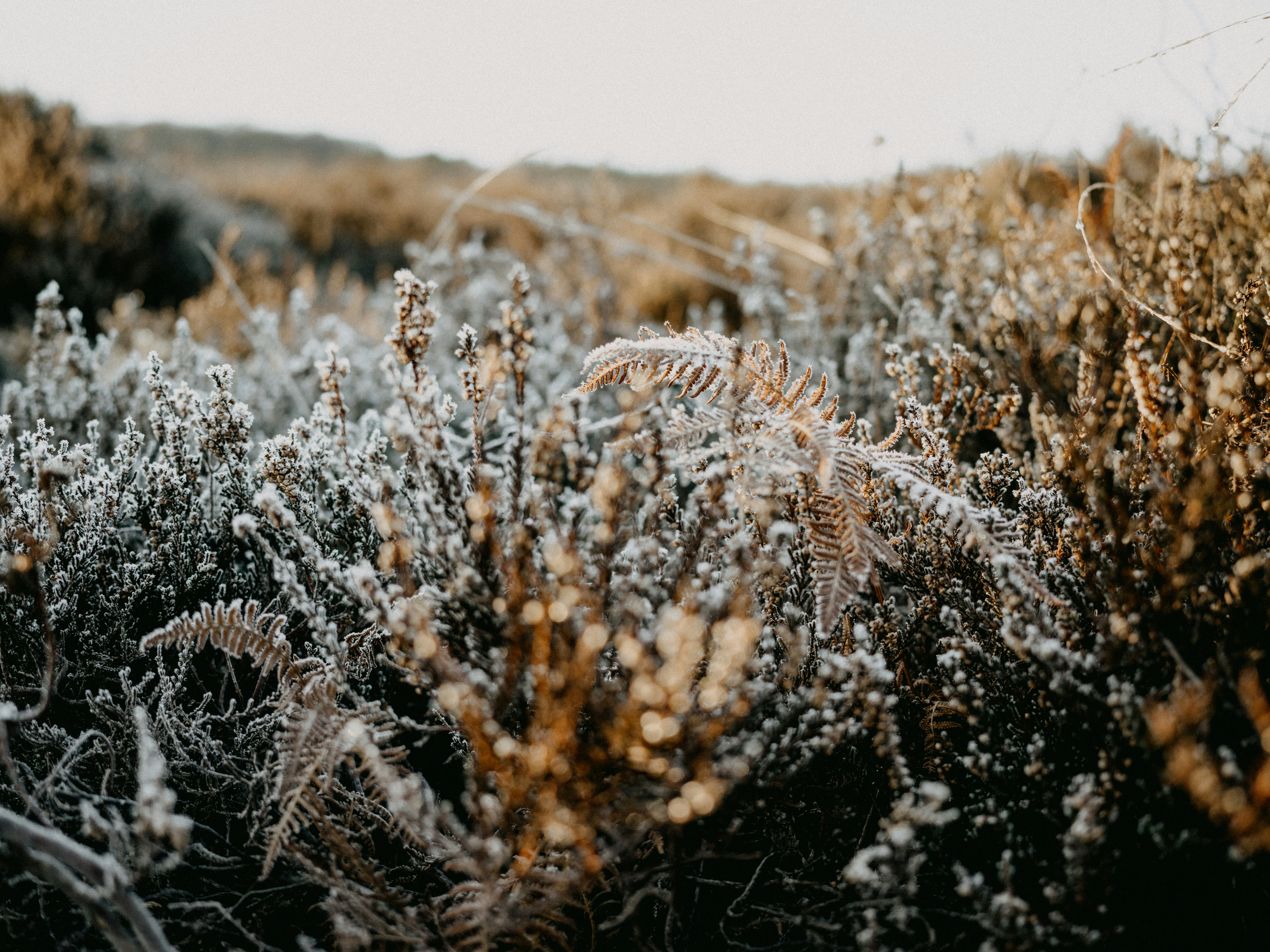 Photo by anniespratt