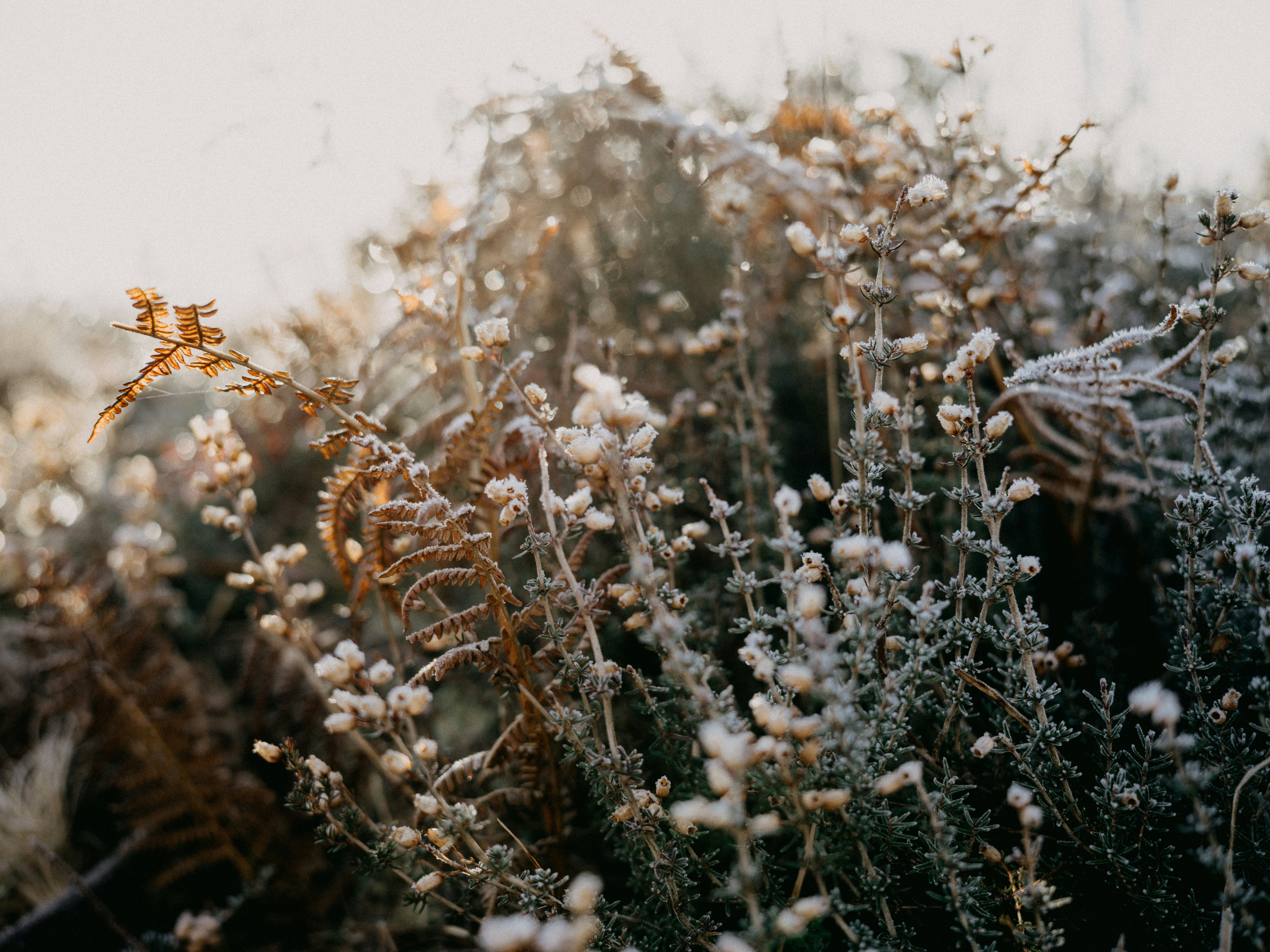 Photo by anniespratt