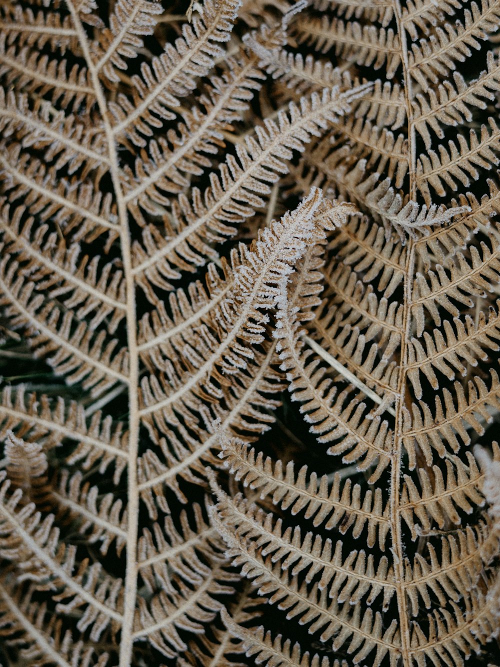 a close up of a plant with many leaves