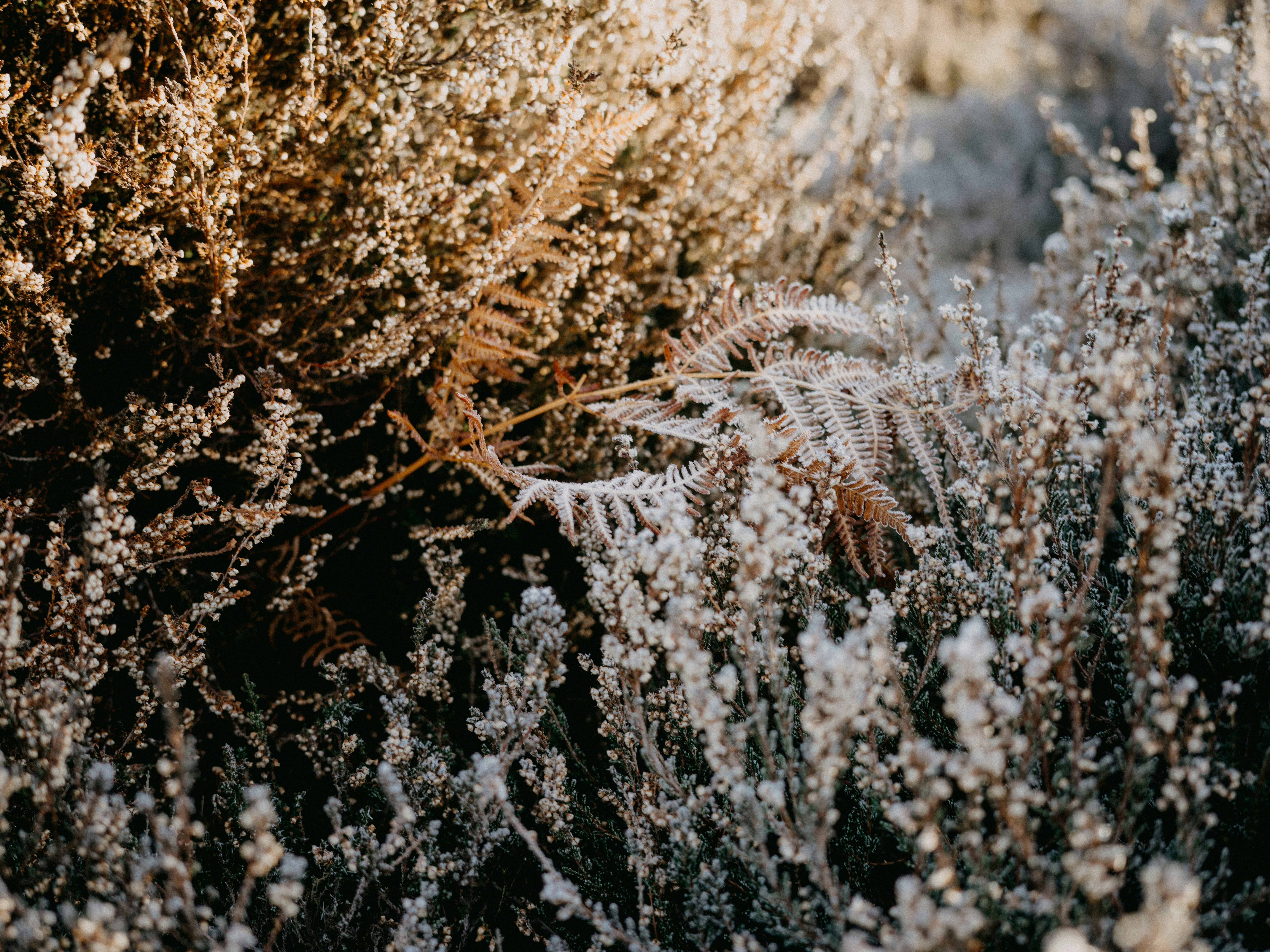 Photo by anniespratt