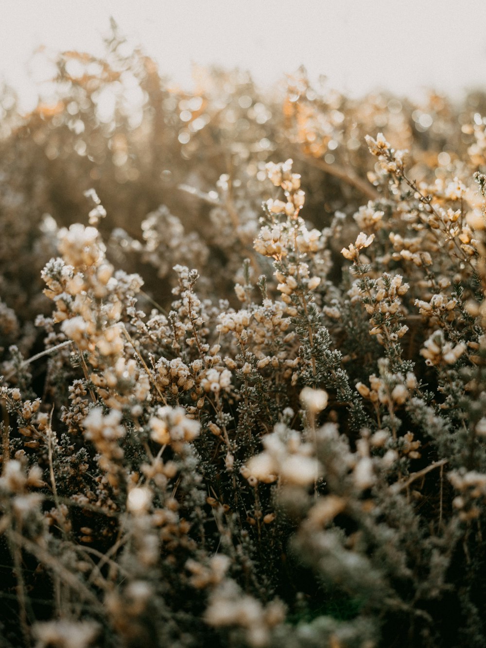 a bunch of plants that are in the grass