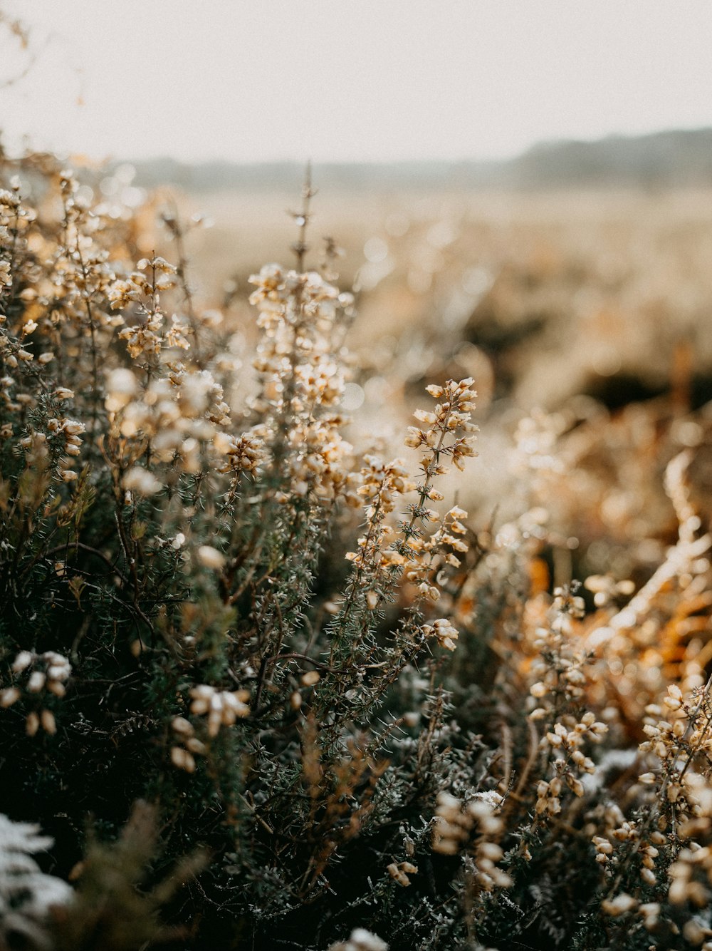 a field with a bunch of plants covered in snow