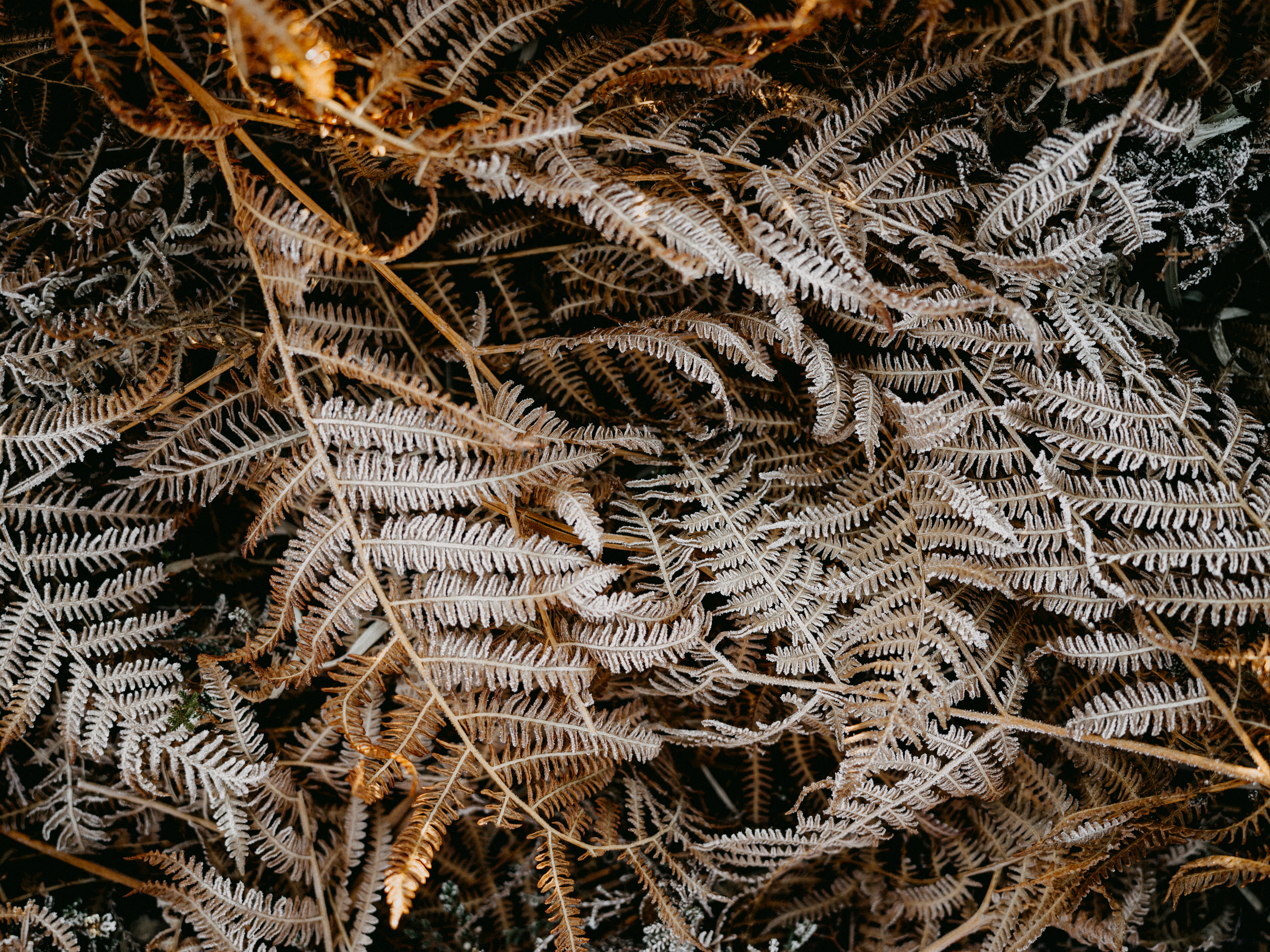 Photo by anniespratt