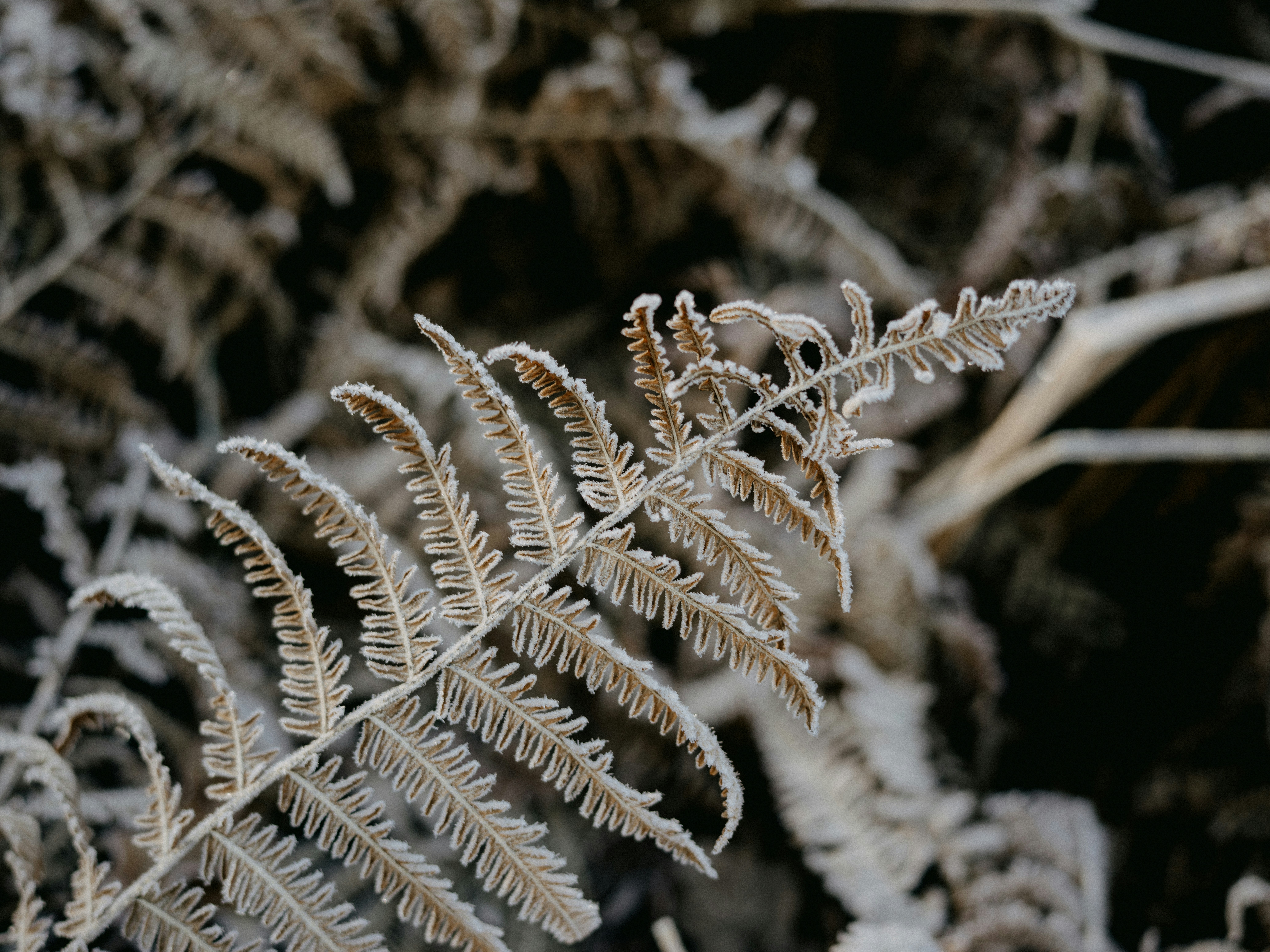 Photo by anniespratt