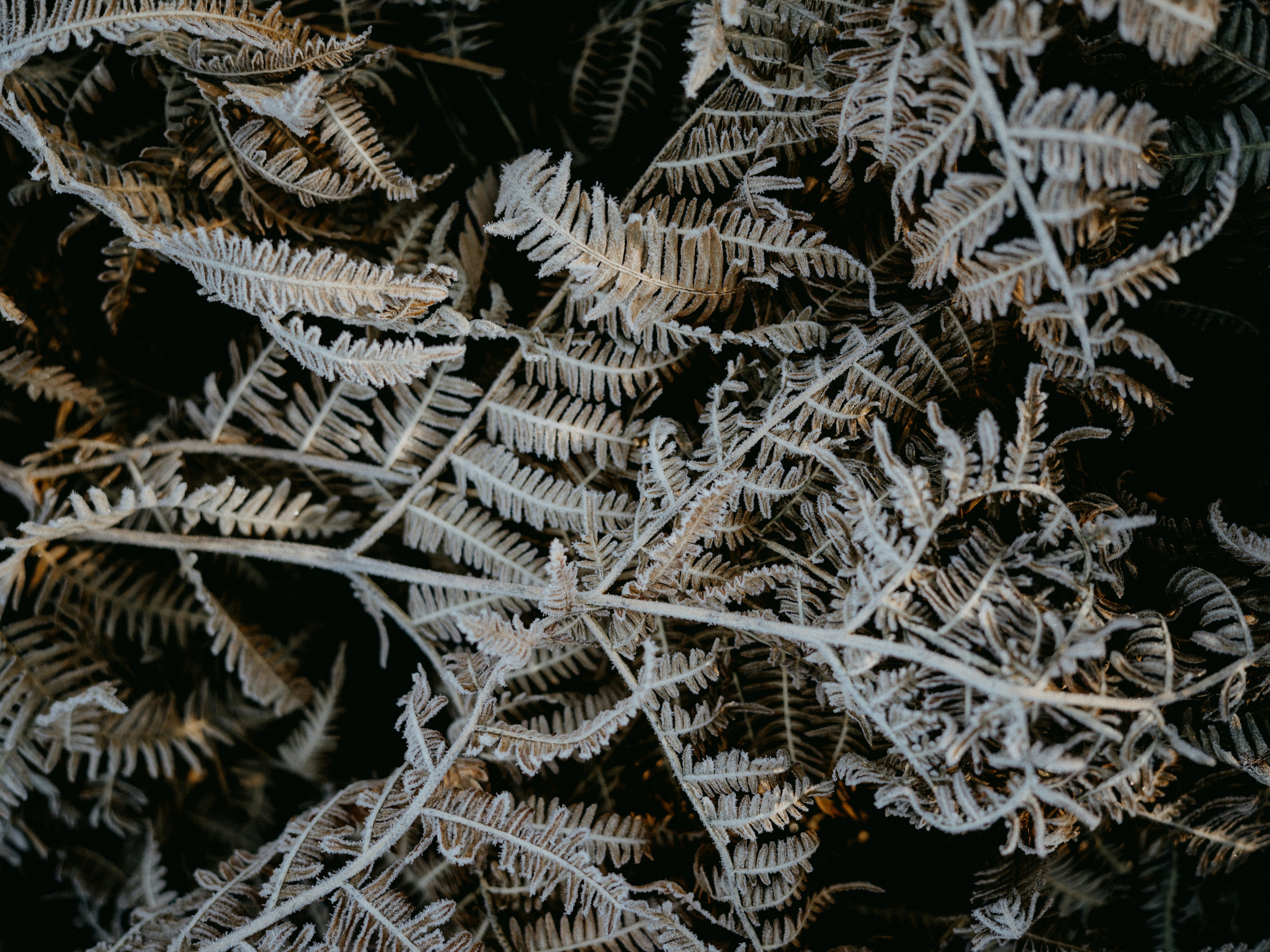 Photo by anniespratt