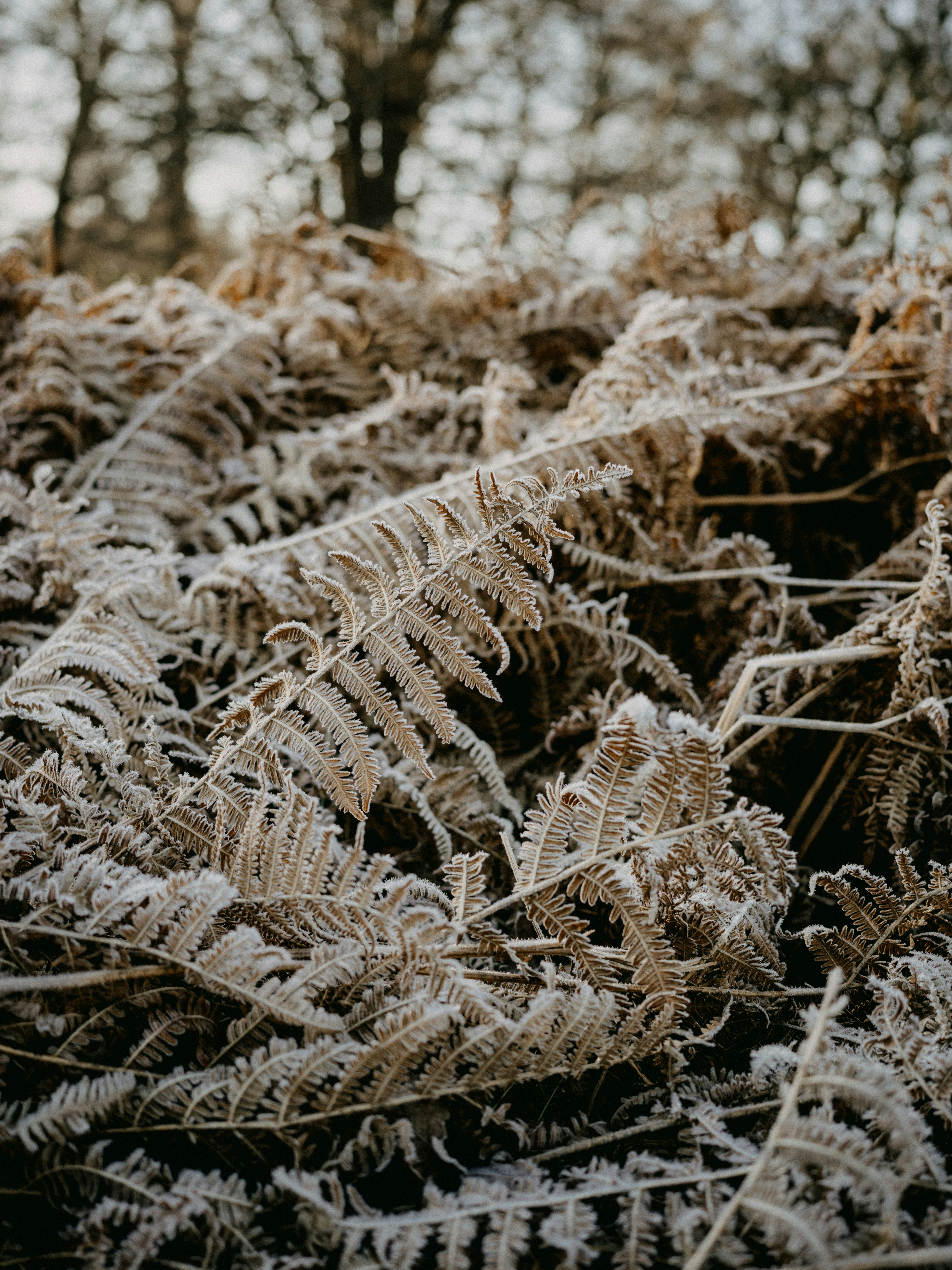 Photo by anniespratt