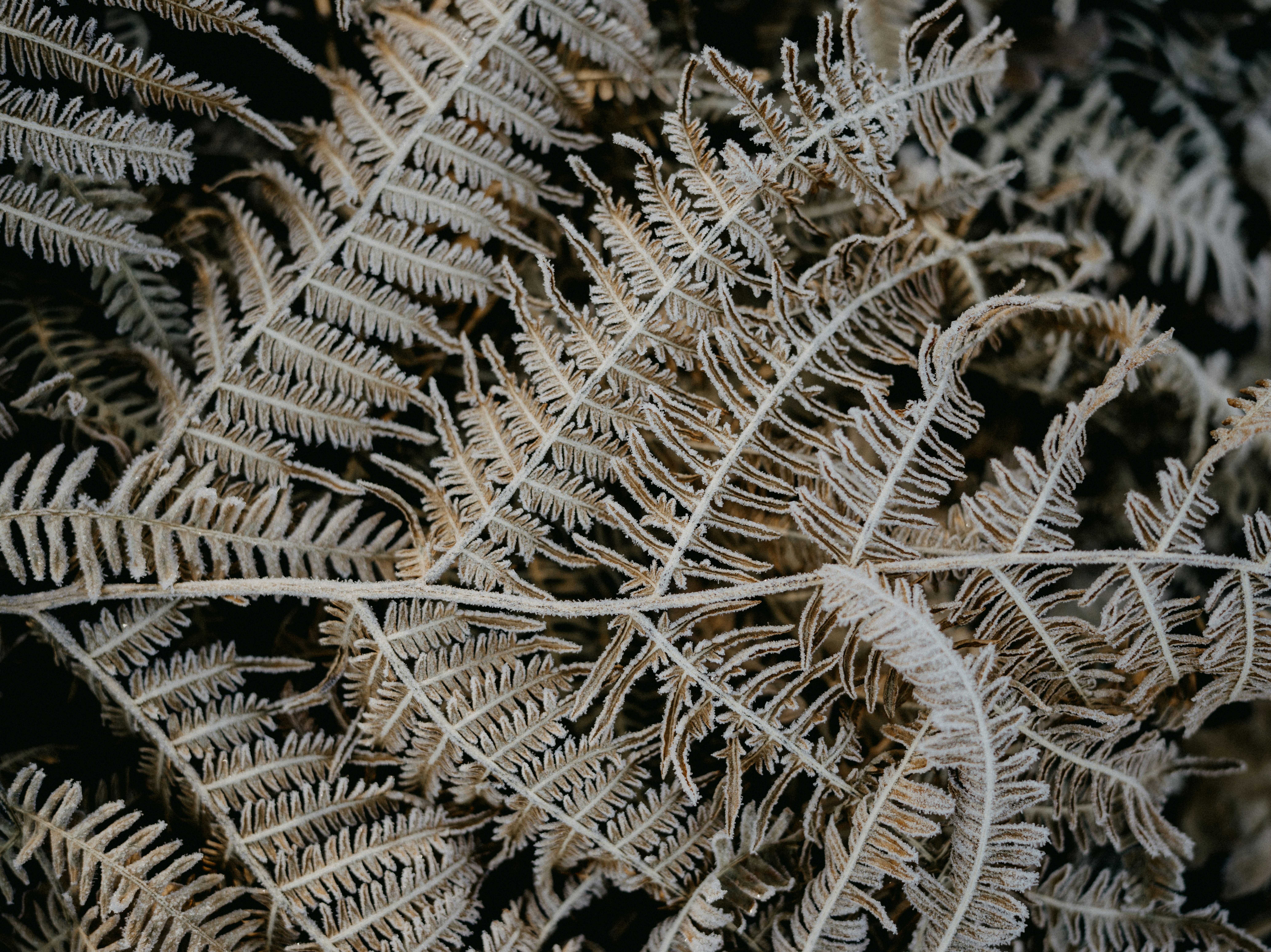 Photo by anniespratt