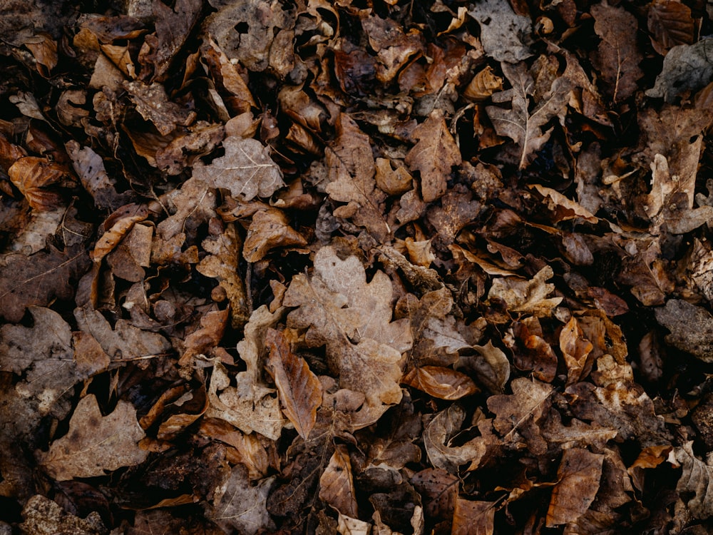 a bunch of leaves that are on the ground