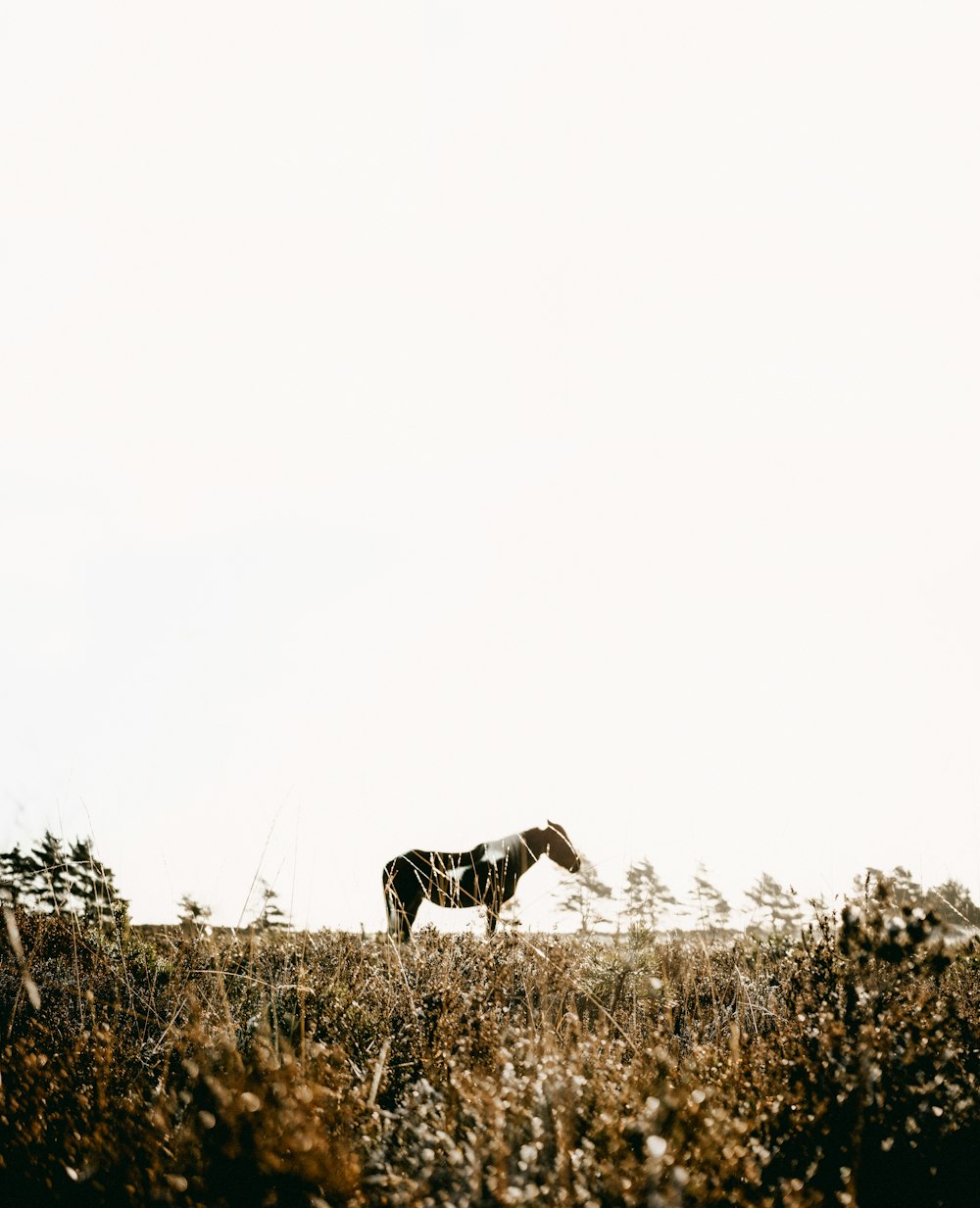 a horse is standing alone in a field