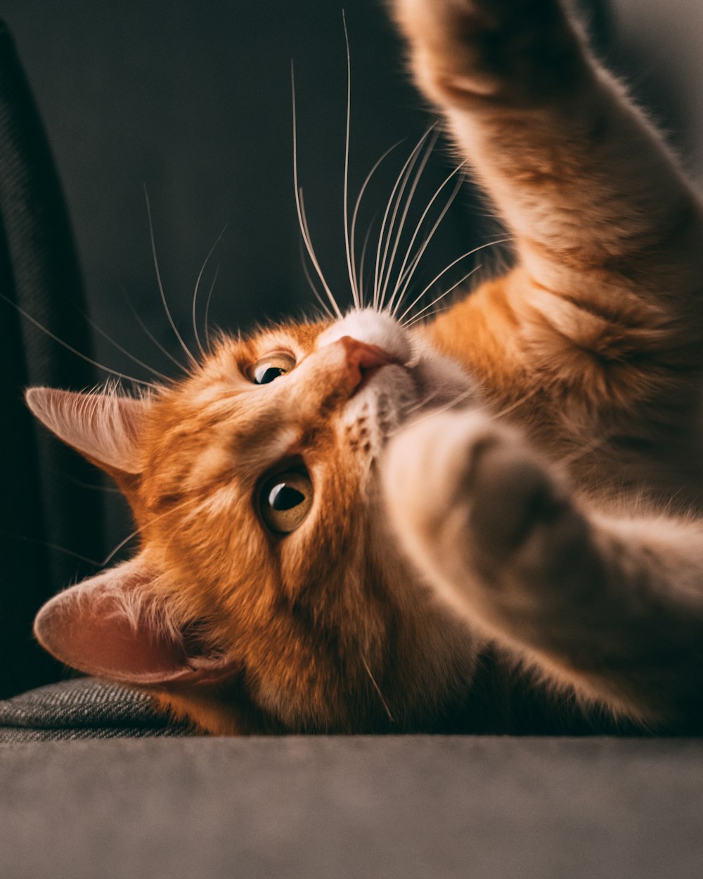 a close up of a cat laying on its back