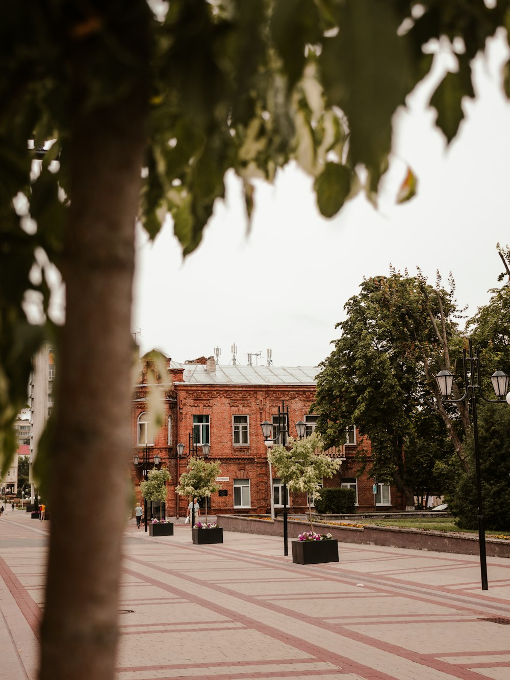 a tree in the middle of a courtyard with a building in the background