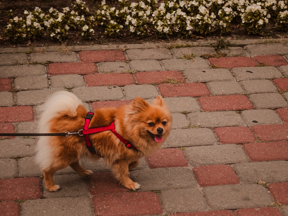 a small brown and white dog on a leash