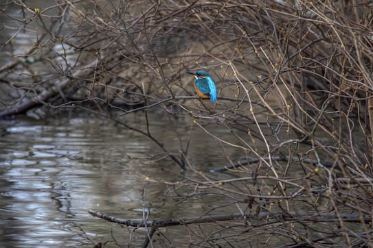 A vibrant blue and orange kingfisher perched on a thin, bare branch surrounded by a tangle of twigs. The background features a calm body of water with gentle ripples, giving a serene and natural atmosphere.