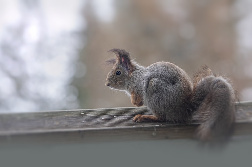 a squirrel sitting on top of a wooden fence
