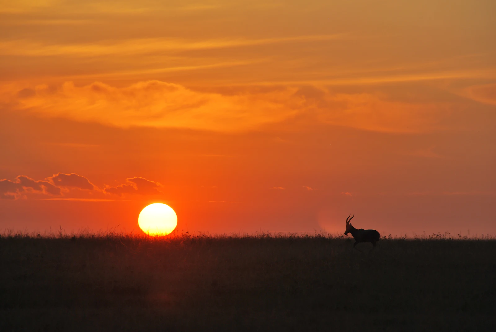 Stock image: a lone antelope silhouetted against a red sunset on open veld