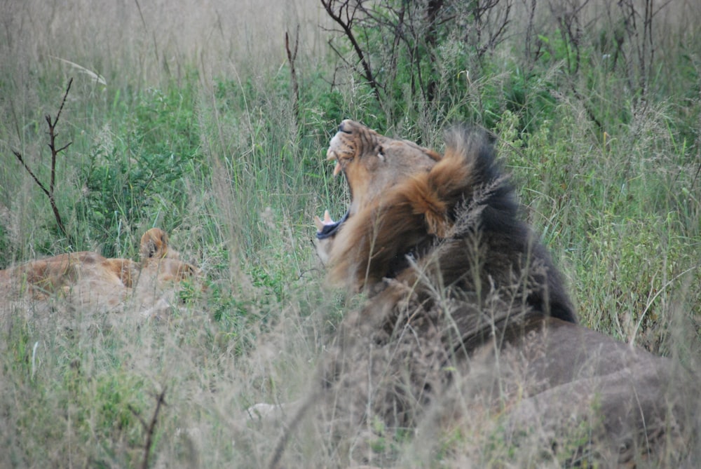 a lion and a lioness in a field of tall grass