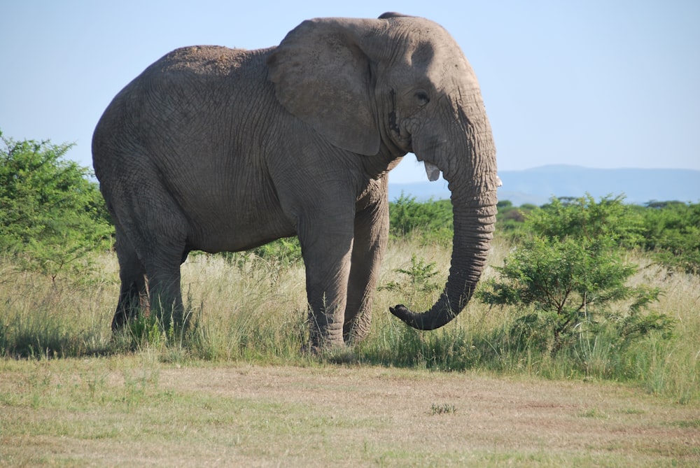 a large elephant standing in a grassy field