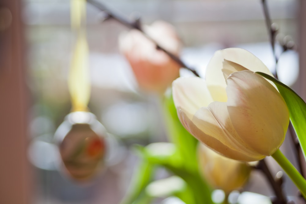 a close up of a flower in a vase