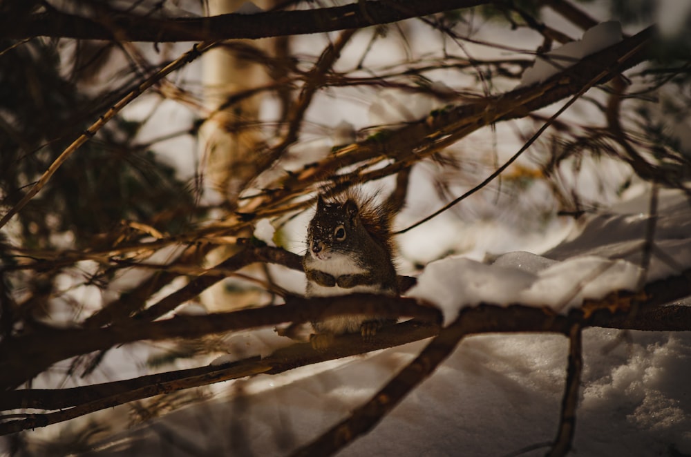 a small owl sitting on a tree branch in the snow