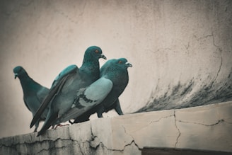 a couple of birds that are sitting on a ledge