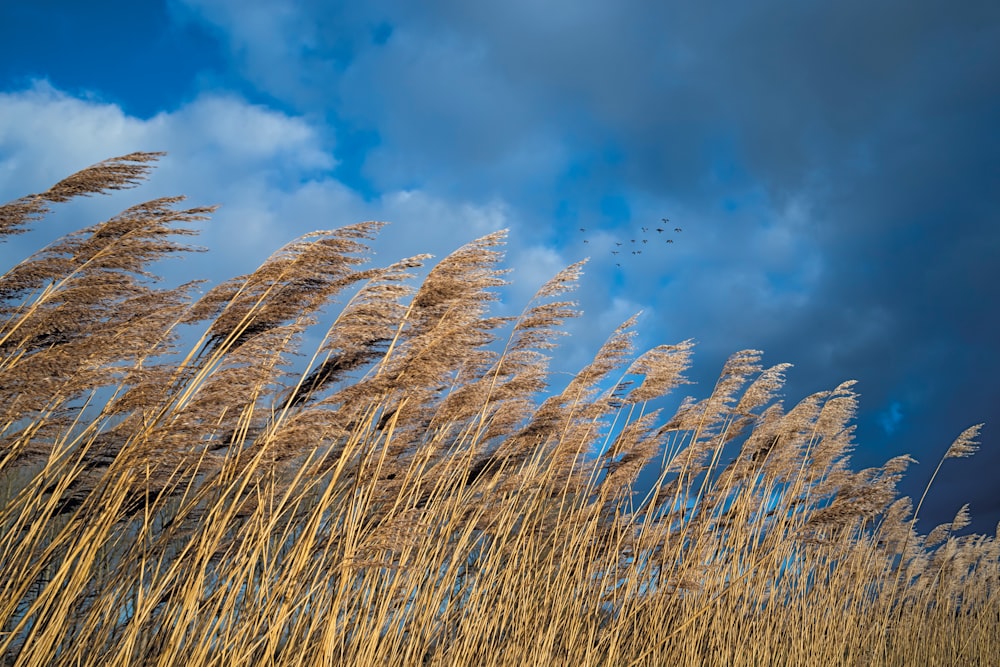 un bouquet de hautes herbes sèches soufflant dans le vent