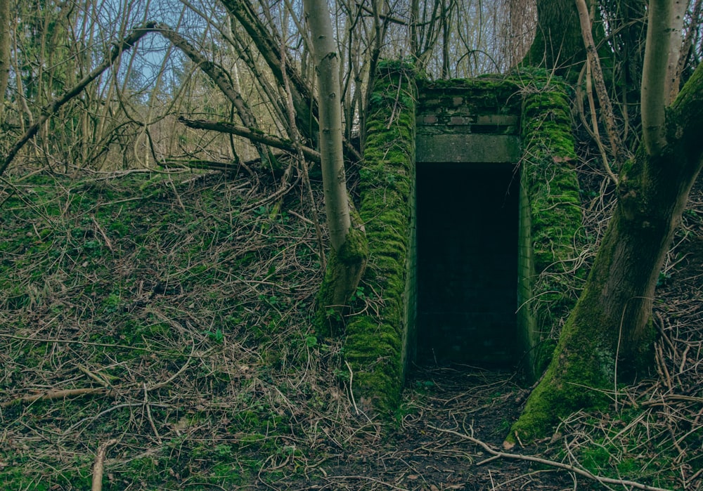 a moss covered tunnel in the middle of a forest