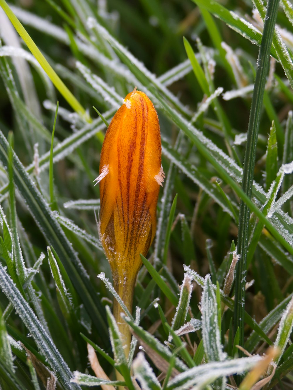 a single orange flower in the middle of some grass
