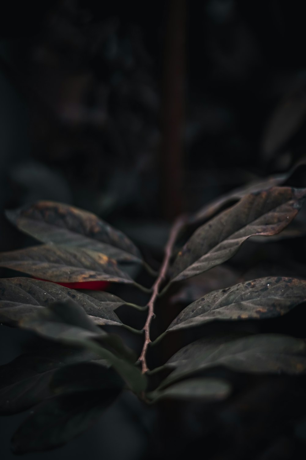 a close up of a leaf on a plant