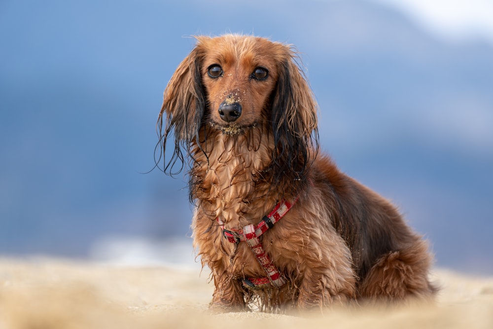 a brown dog sitting on top of a sandy beach