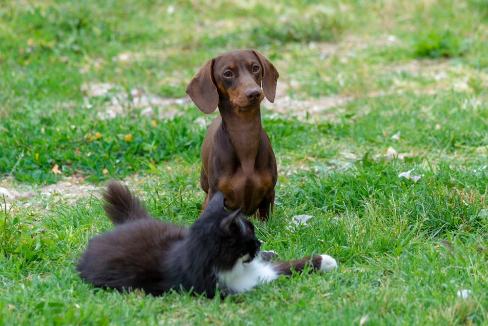 Un perro y un gato jugando en la hierba