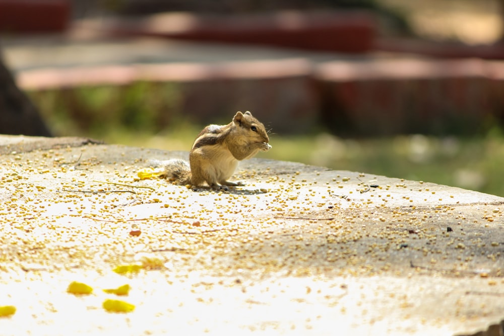 a small bird sitting on top of a cement slab