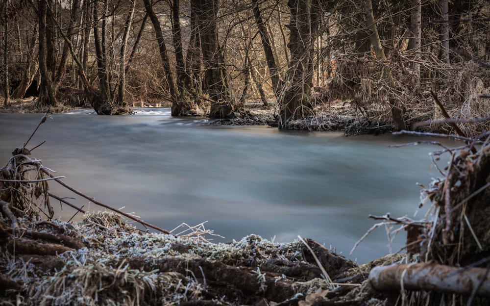 a river running through a forest filled with trees