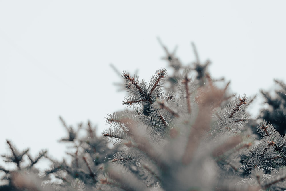 um close up de um pinheiro com neve sobre ele