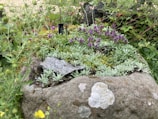 A newly installed rock garden with decorative stones and drought-resistant plants.