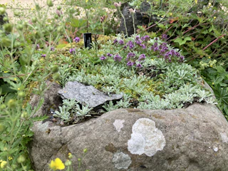A beautifully arranged rock garden featuring various stones and drought-resistant plants.