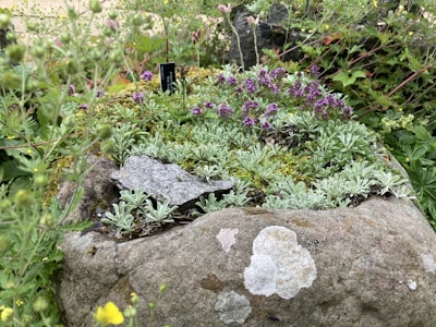 Close-up of a beautifully arranged rock garden with native shrubs and seasonal blooms.