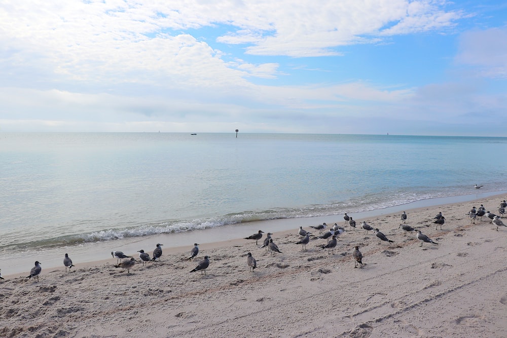 a flock of birds standing on top of a sandy beach