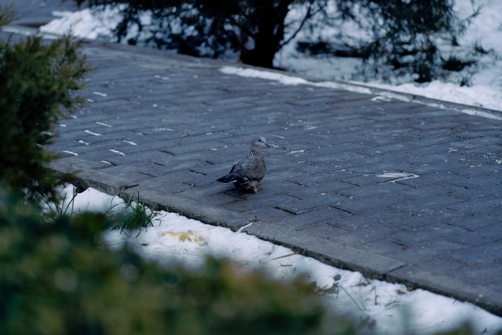 a small bird standing on a brick walkway