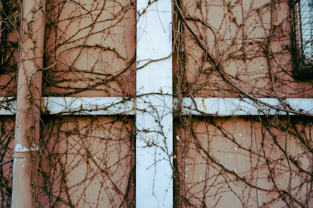 vines growing on the side of a building