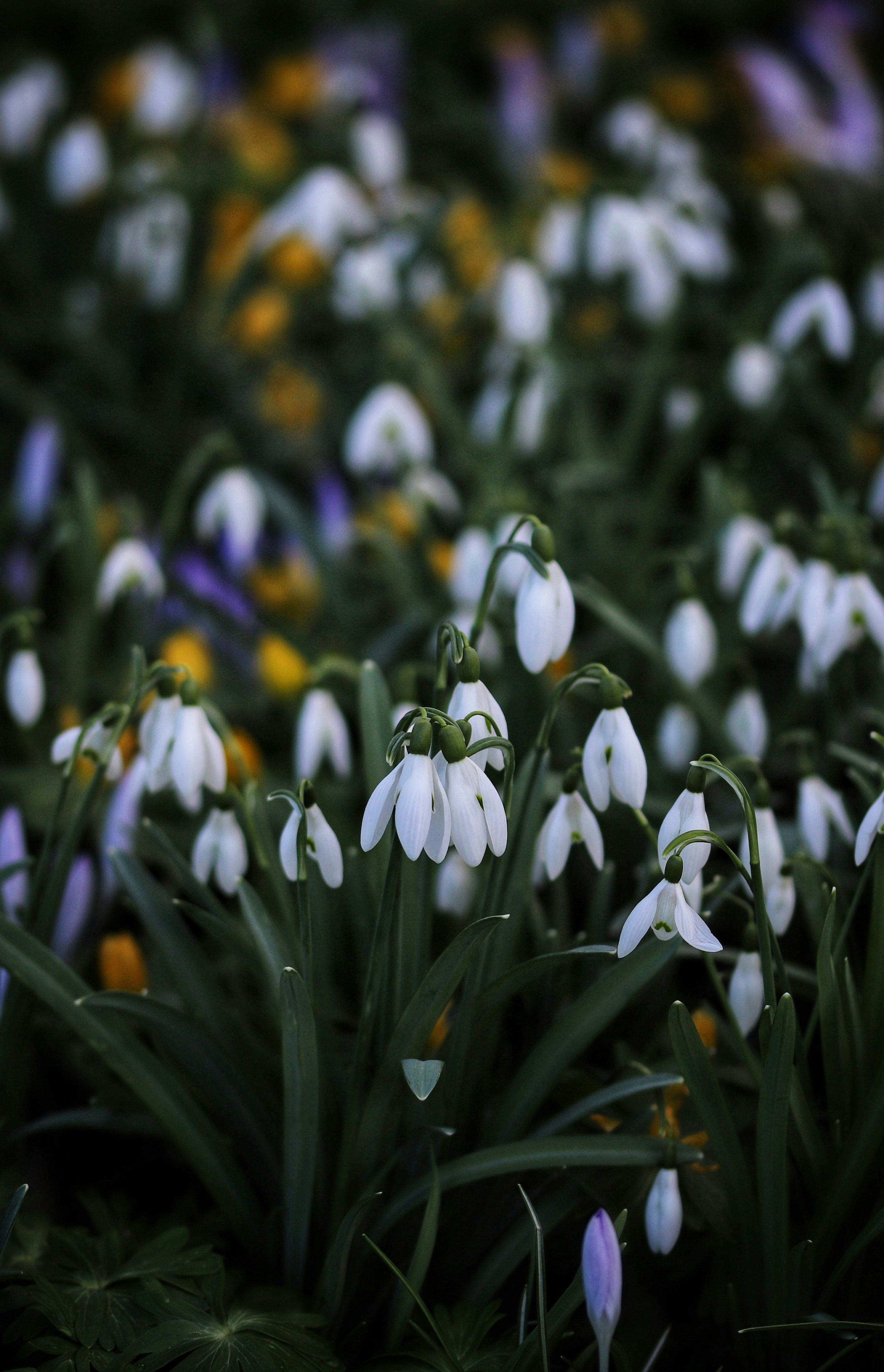 a bunch of white flowers that are in the grass