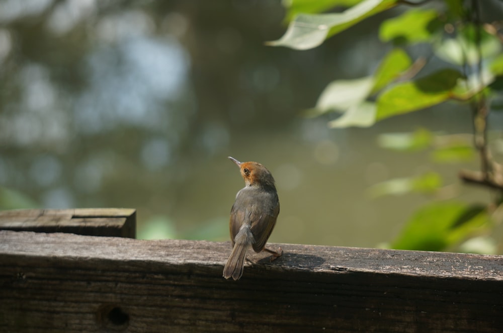 a small bird sitting on a wooden ledge