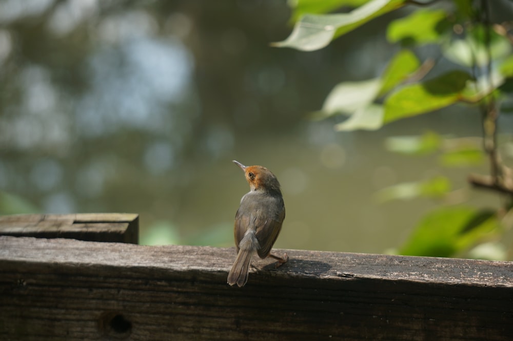 um pequeno pássaro sentado em uma saliência de madeira