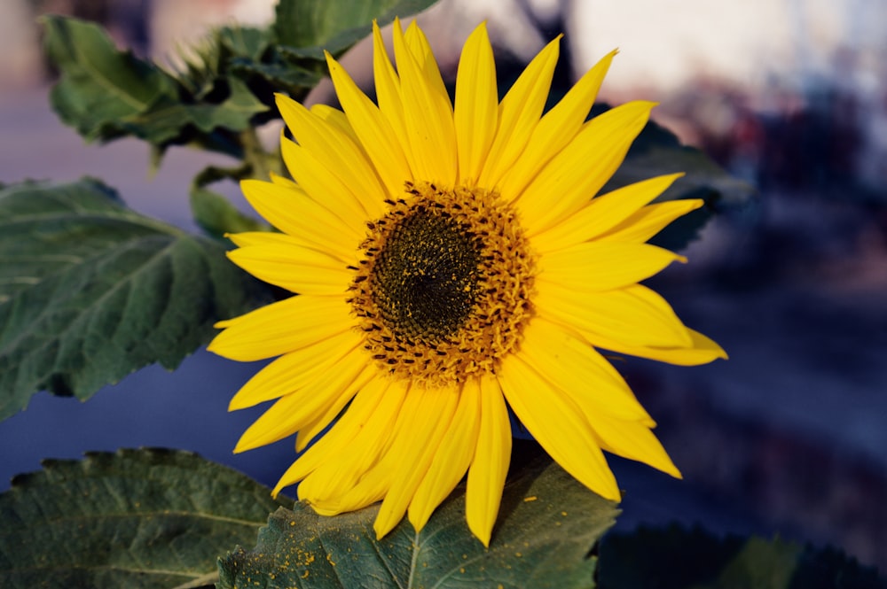 a large sunflower with green leaves on a sunny day