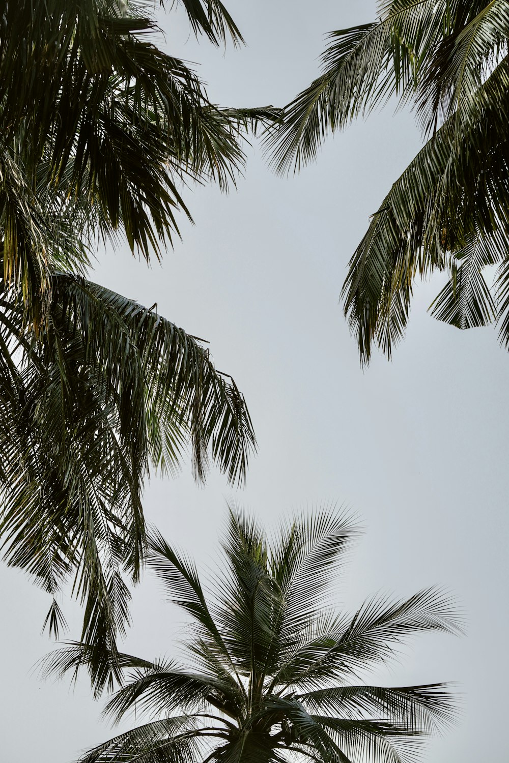a view of a palm tree from below