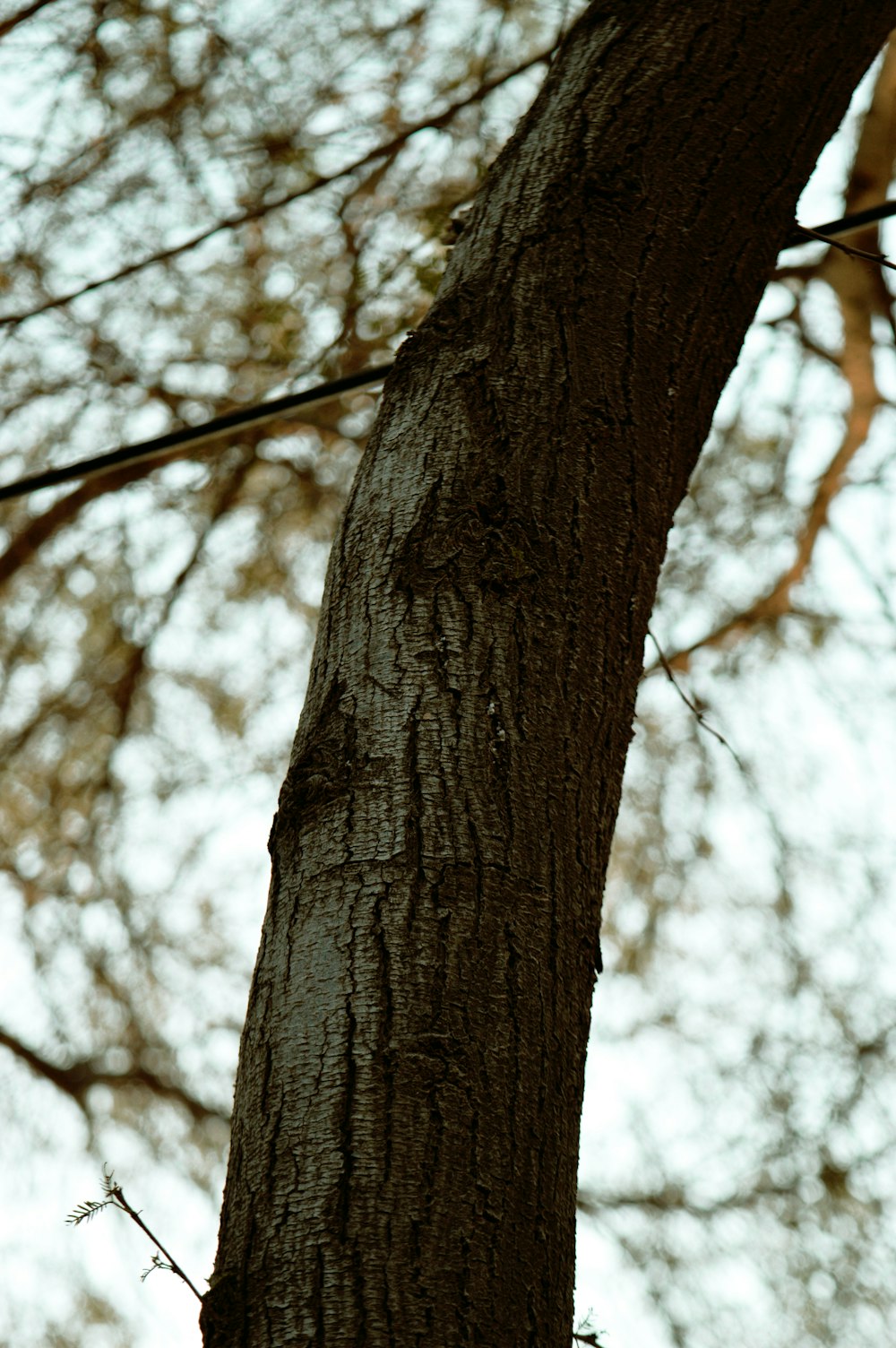 a bird perched on top of a tree branch