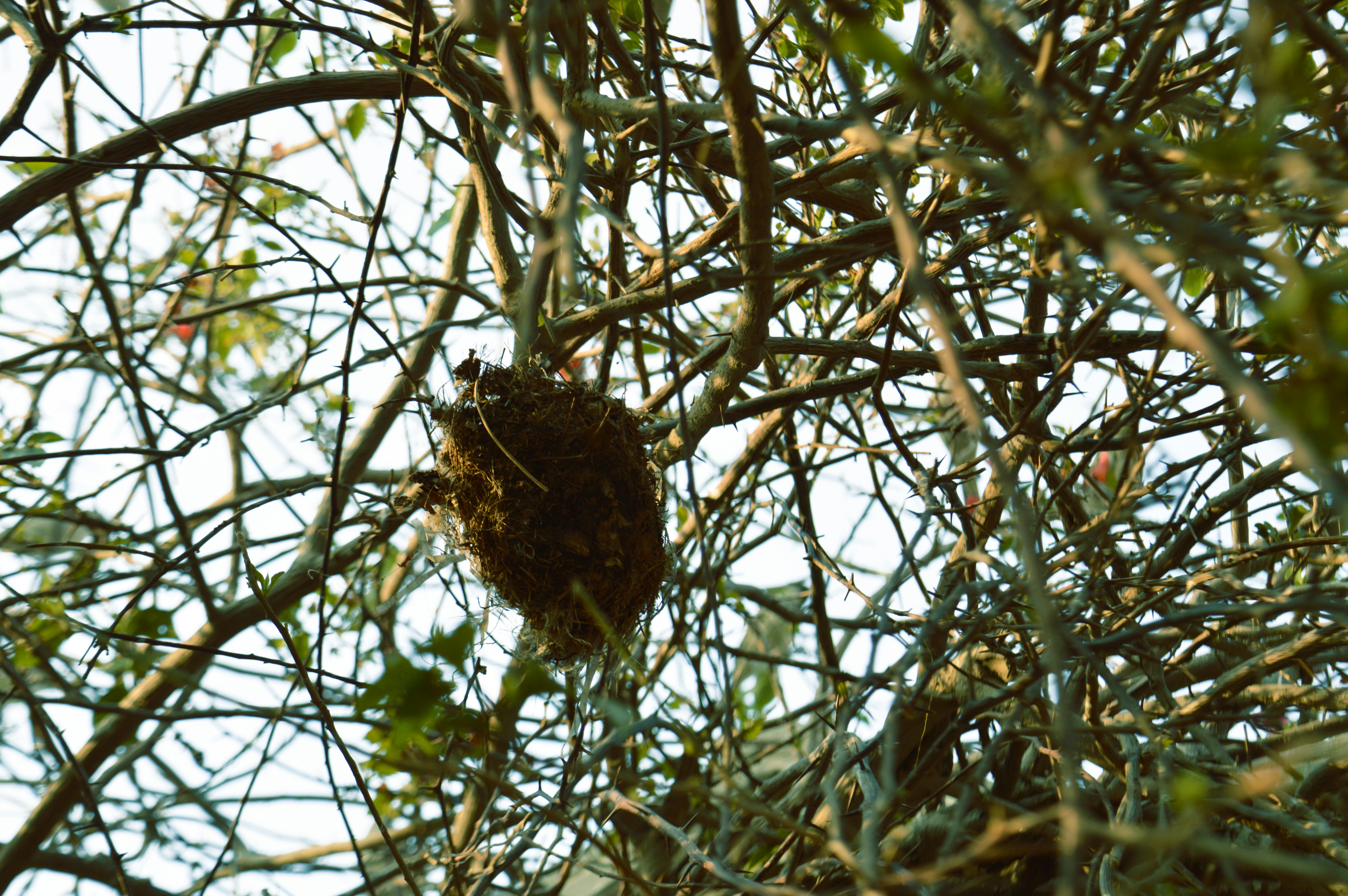 A bird nest hanging from a tree branch photo Free Nest Image on Unsplash
