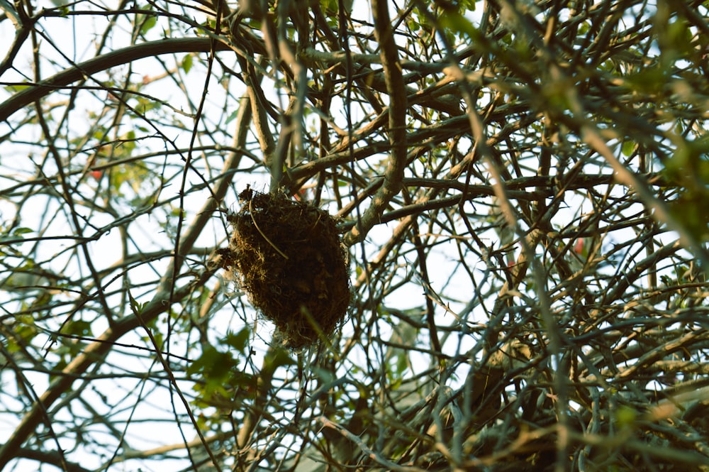 a bird nest hanging from a tree branch