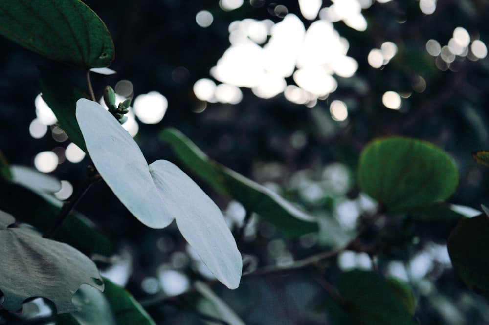 a close up of leaves on a tree