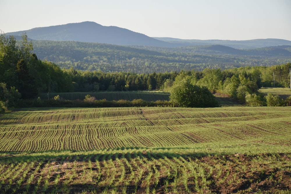 a large field of grass with mountains in the background