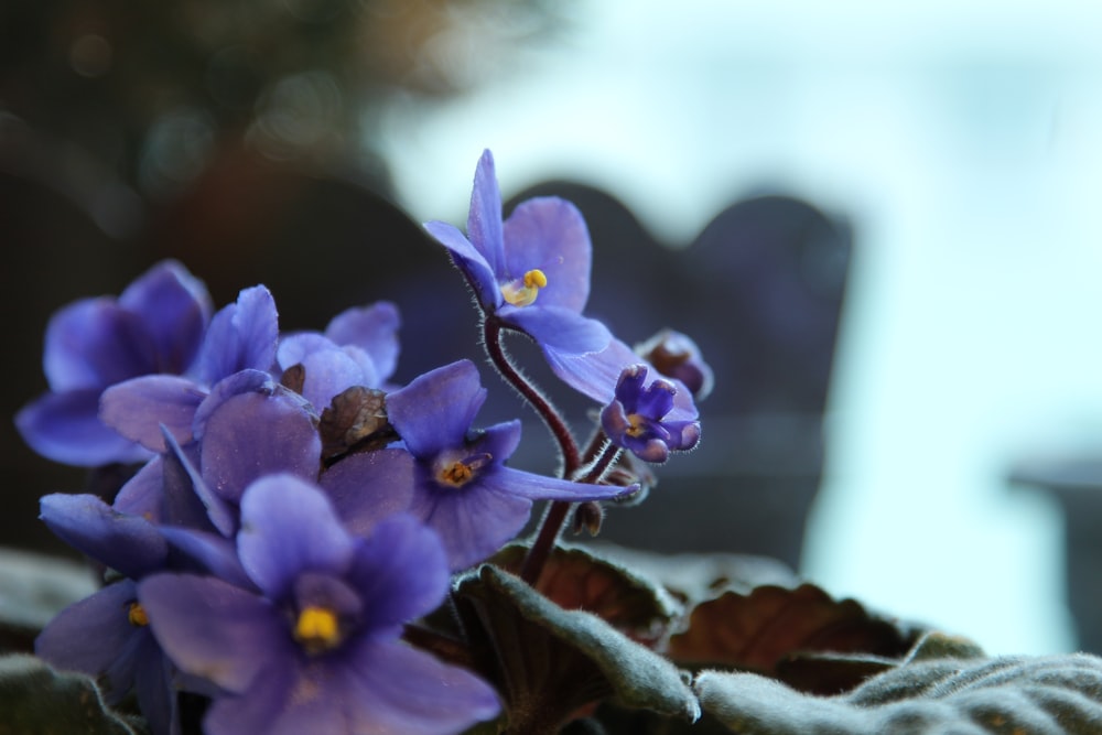 a group of purple flowers sitting on top of a leaf